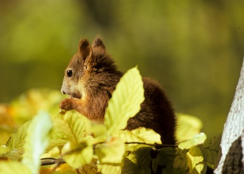 Eichhörnchen (Sciurus vulgaris) - © Rita Schlamberger